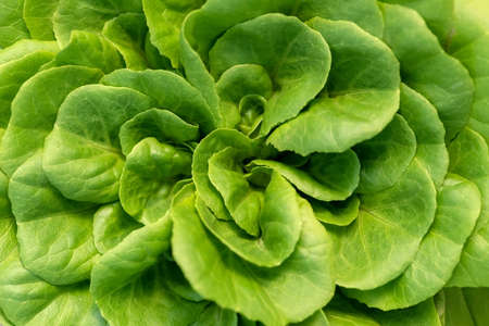 Corn salad, green lettuce leaves background. Valerianella locusta, Rapunzel plant food photo