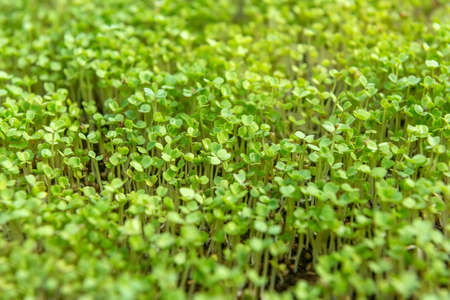 Microgreen sprouts raw sprouts, healthy eating concept