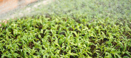 Small seedlings growing tomato in the greenhouse garden