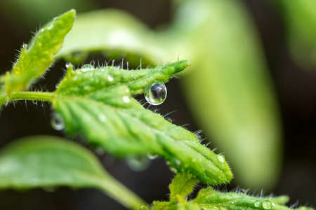 Fresh plant with dew drops close up in gardenの写真素材