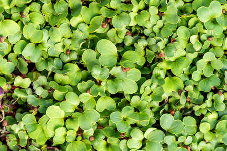 Microgreen sprouts raw sprouts, healthy eating conceptの写真素材