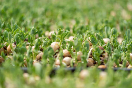 Fresh micro greens gowing peas sprouts for healthy saladの写真素材