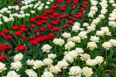 Spring fields of blooming tulip. Beauty outdoor scene. Colorful  flowers farm landscape