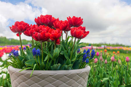 Spring fields of blooming tulip. Beauty outdoor scene. Colorful  flowers farm landscapeの写真素材