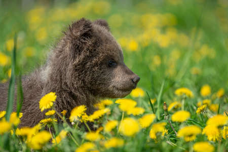 Brown bear cub playing on the summer field. Ursus arctos in grass with yellow flowersの写真素材