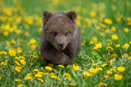 Brown bear cub playing on the summer field. Ursus arctos in grass with yellow flowersの写真素材