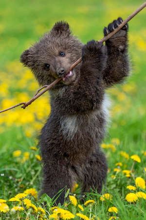 Brown bear cub playing on the summer field. Ursus arctos in grass with yellow flowersの写真素材