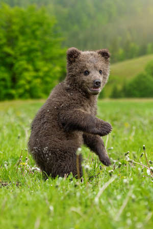 Brown bear cub playing on the field. Ursus arctos in summer grassの写真素材