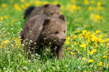 Brown bear cub playing on the summer field. Ursus arctos in grass with yellow flowersの写真素材
