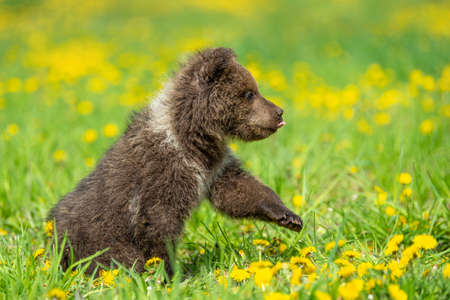 Brown bear cub playing on the summer field. Ursus arctos in grass with yellow flowers