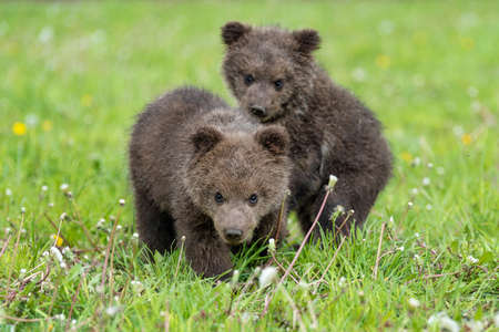 Two brown bear cub playing on the field. Ursus arctos in summer grass