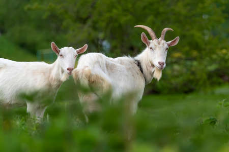 Close two white goat standing on green grassの写真素材