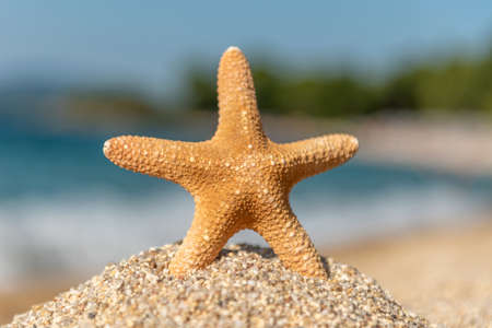 Starfish seashells on the sand by the sea on a hot sunny day