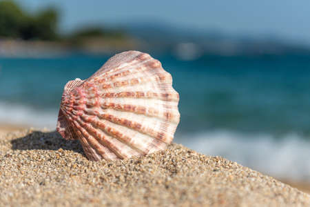 Seashells on the sand by the sea on a hot sunny day