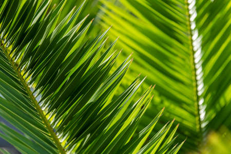 Tropical palm foliage, greenery backgroundの写真素材