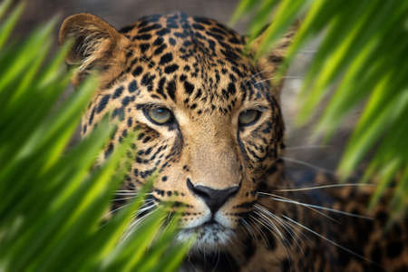 Close up leopard portrait in jungle with leaf