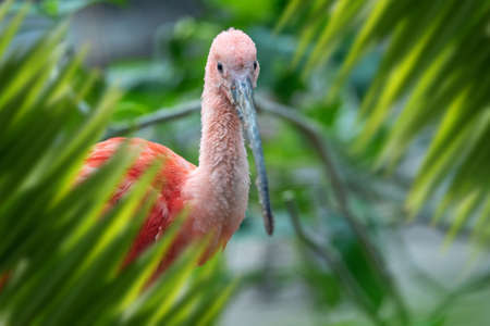 Close up Scarlet Ibis portrait in jungle with leafの写真素材