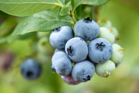 Close up ripe fresh organic blueberries on the bushesの写真素材