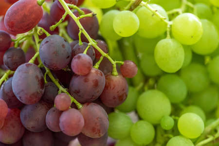 Close-up of bunches of ripe wine grapes on vine