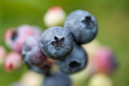 Close up ripe fresh organic blueberries on the bushesの写真素材
