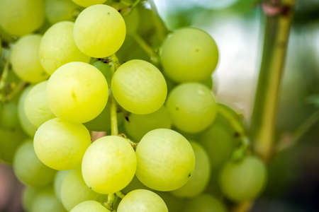 Close-up of bunches of ripe wine grapes on vineの写真素材