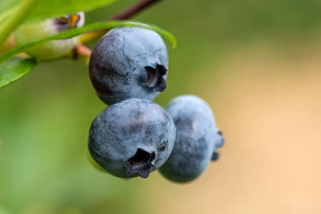 Close up ripe fresh organic blueberries on the bushesの写真素材