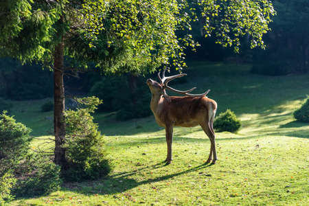 Deer on meadow in summer timeの写真素材