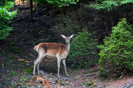 Young deer standing at the edge of the woods