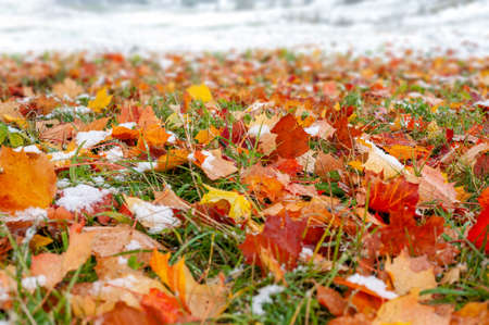 Close up autumn leaf with first snow in the forestの写真素材