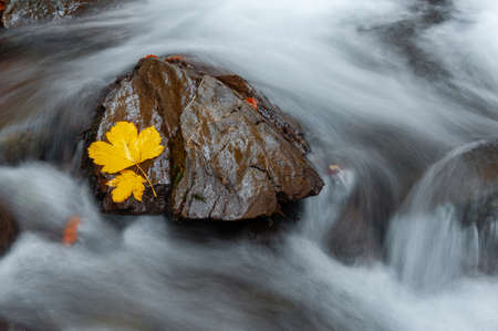 Yellow leaf on a stone with moss in near of a waterfall