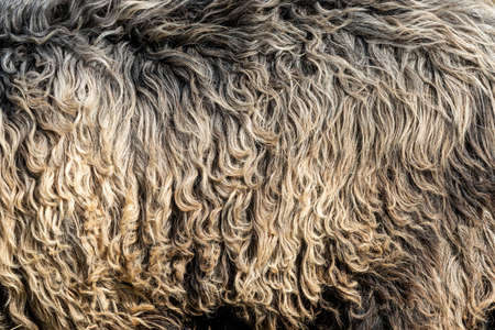 Close up real dark wool fur of sheep texture backgroundの写真素材