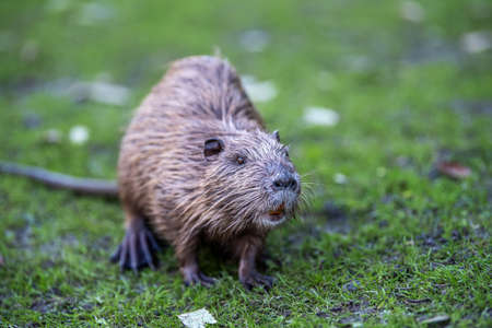 Young coypu (Myocastor coypus) in grass on river bank. Rodent also known as nutria. Wildlife sceneの写真素材