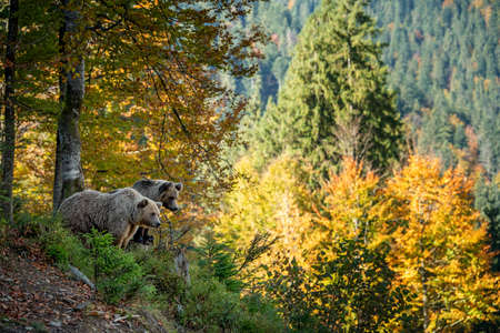 Bear in yellow forest. Autumn trees with bear, Ursus arctos, fall coloursの写真素材