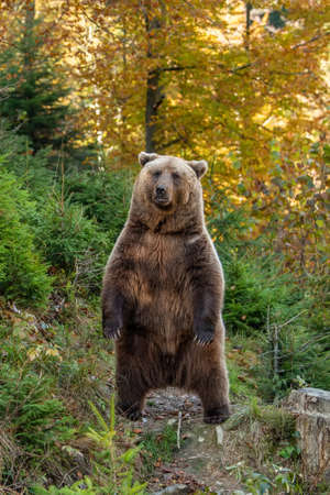 Bear in yellow forest. Autumn trees with bear, Ursus arctos, fall colours
