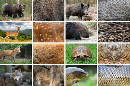 Collection of eight Wild animals and their true skin fur texturesの写真素材