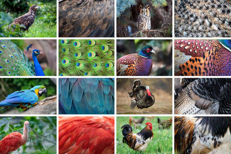 Collection of eight Bird animals and their true skin fur texturesの写真素材