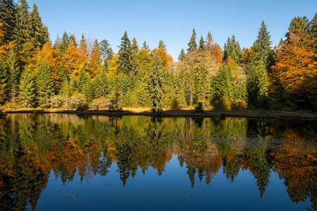 Forest lake in autumn colorful foliage. Water and forest in fall season