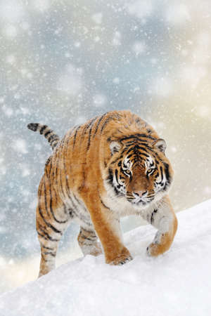 Tiger in a snow on Christmas background. Winter wonderland. New Year card. の写真素材