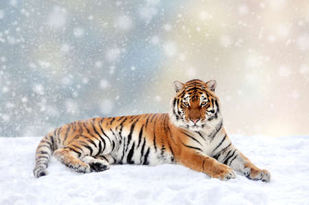 Tiger in a snow on Christmas background. Winter wonderland. New Year card. の写真素材