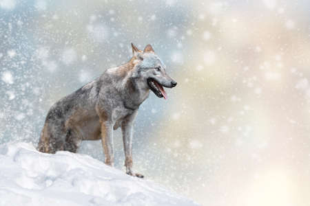 Wolf in a snow on Christmas background. Winter wonderland. New Year card. の写真素材