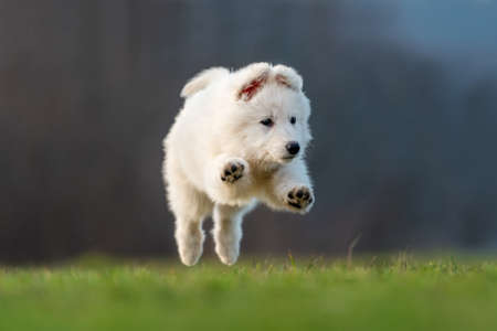 Puppy funny cute White Swiss Shepherd dog portrait on meadow