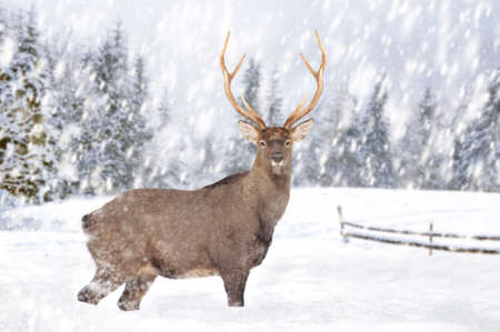 Deer in a snow on winter background. New Year card. の写真素材