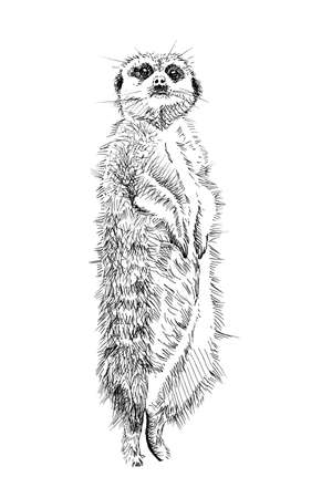 Hand drawn meerkat, sketch graphics monochrome illustration on white background (originals, no tracing)の写真素材
