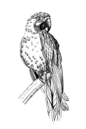 Hand drawn parrot, sketch graphics monochrome illustration on white background (originals, no tracing)の写真素材