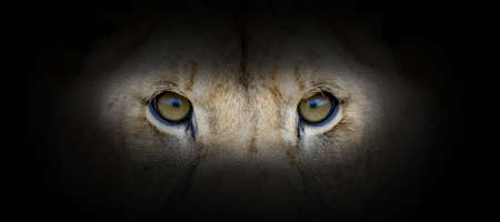 Lion portrait on a black background. View from the darkness