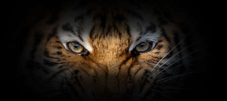 Tiger portrait on a black background. View from the darkness