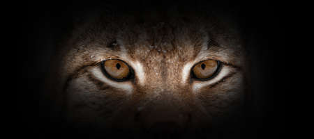 Lynx portrait on a black background. View from the darkness