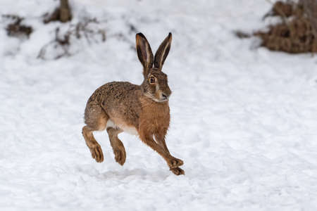 Close up Hare running in the winter field