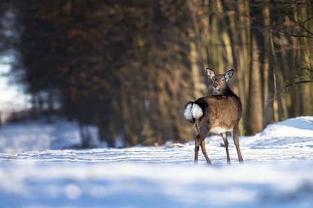 Deer standing at the edge of the winter woodsの写真素材