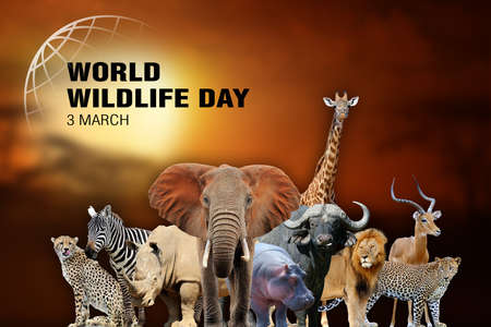 World Wildlife Day. Text  on many animal background. March 3の写真素材